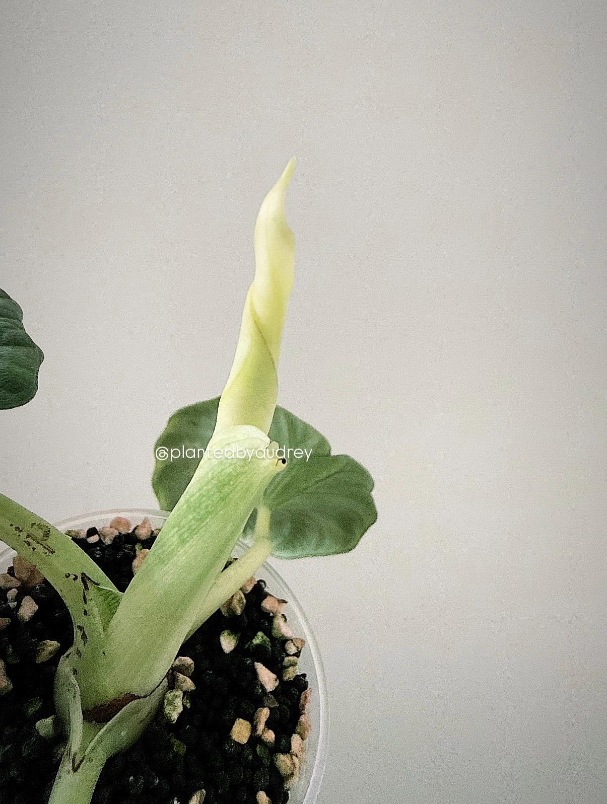 Alocasia Maharani Lava | #ML4