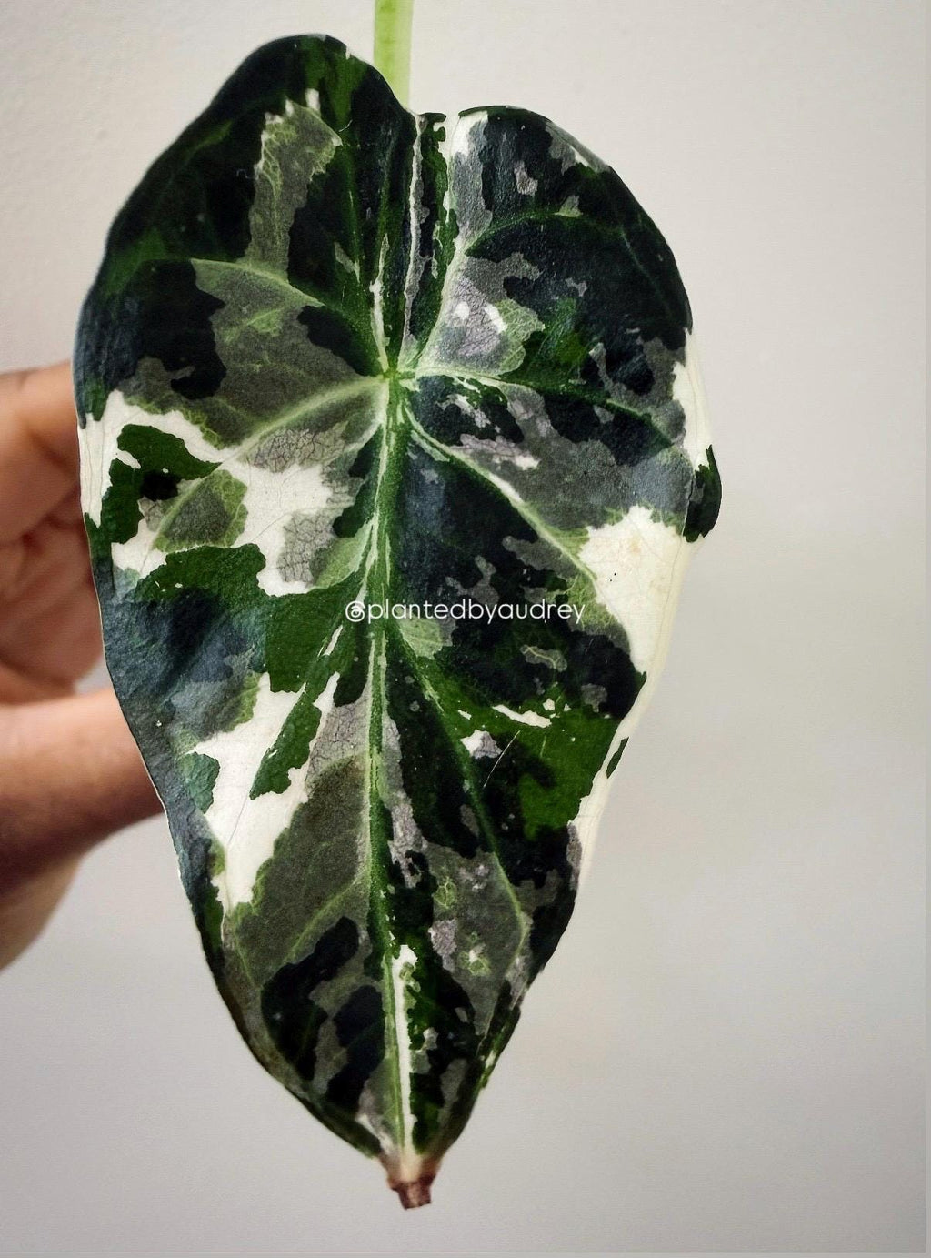 Alocasia Regal Shield Albo | #RSAL1
