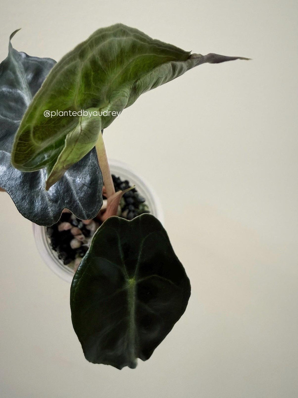 Alocasia Venom Plant | #V6