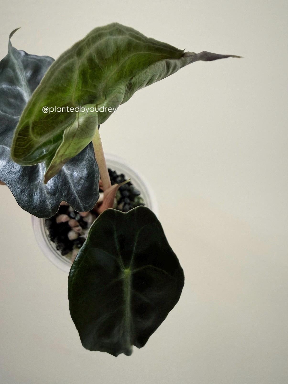 Alocasia Venom Plant | #V6