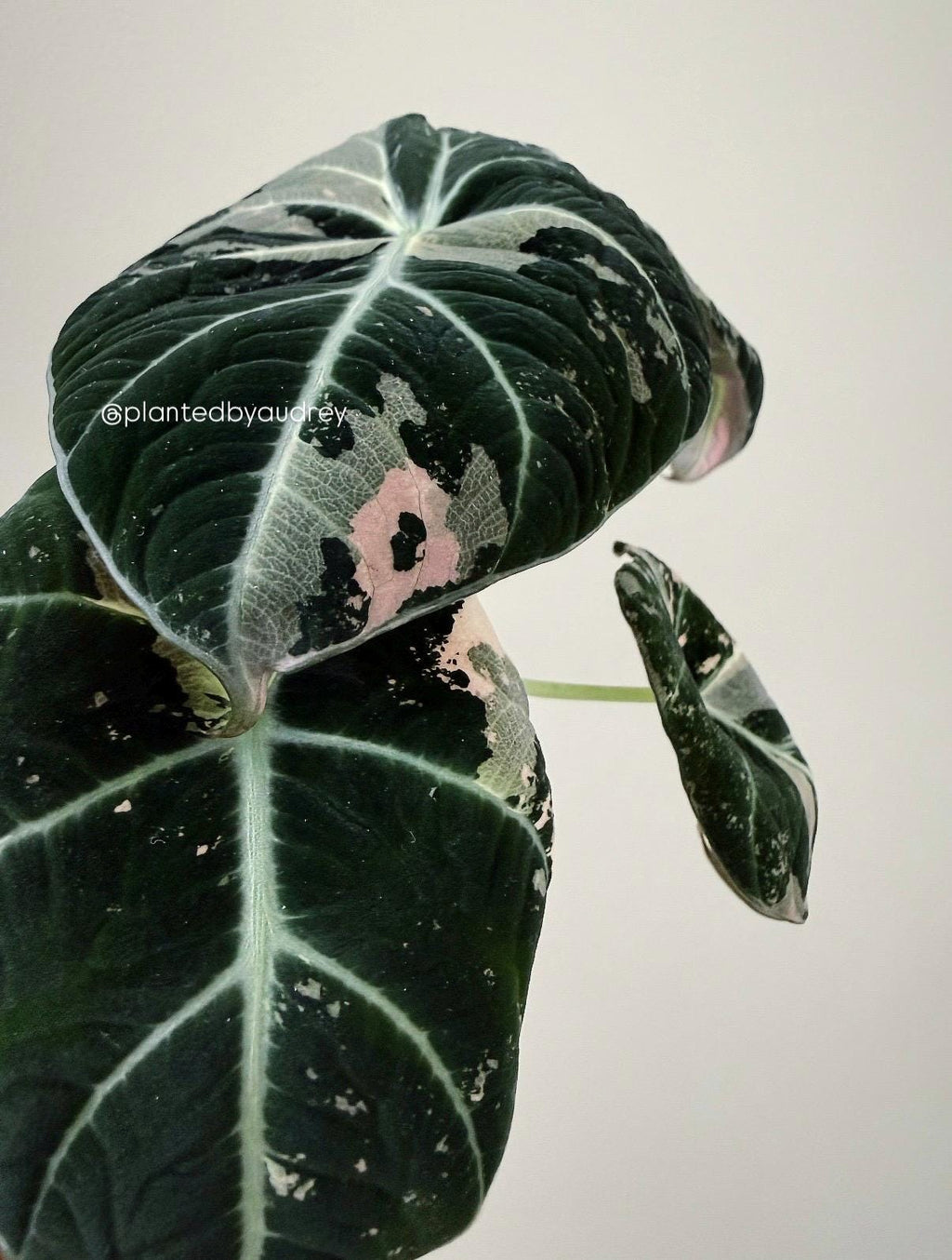 Alocasia Black Velvet Pink | #BV1