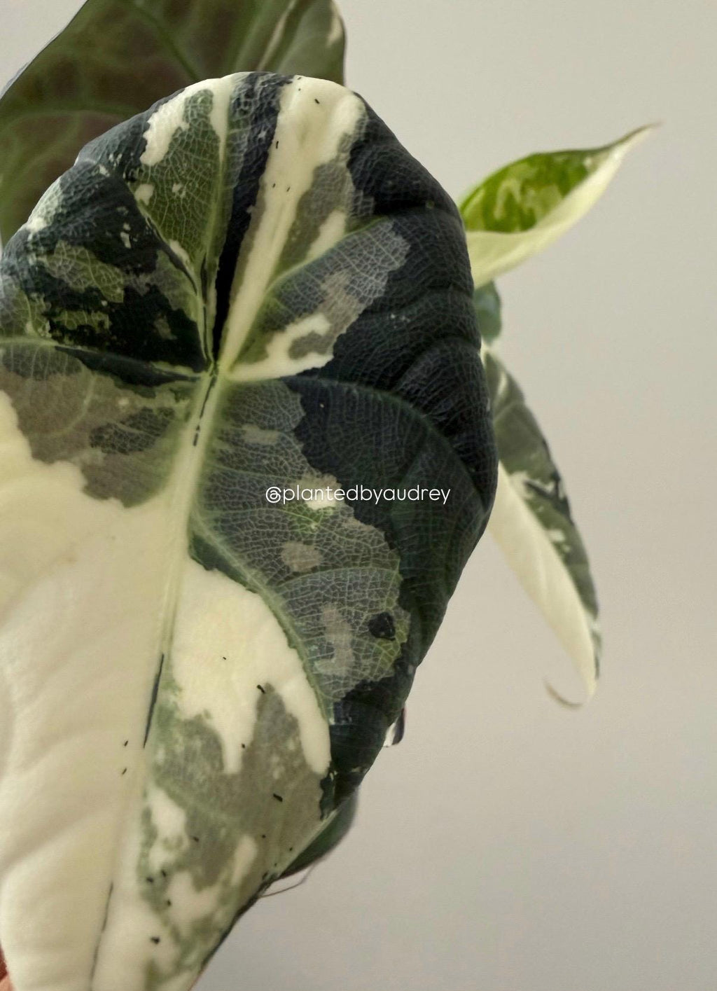 Alocasia Maharani Albo | #MA2