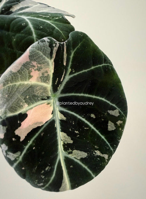 Alocasia Black Velvet Pink | #BV1