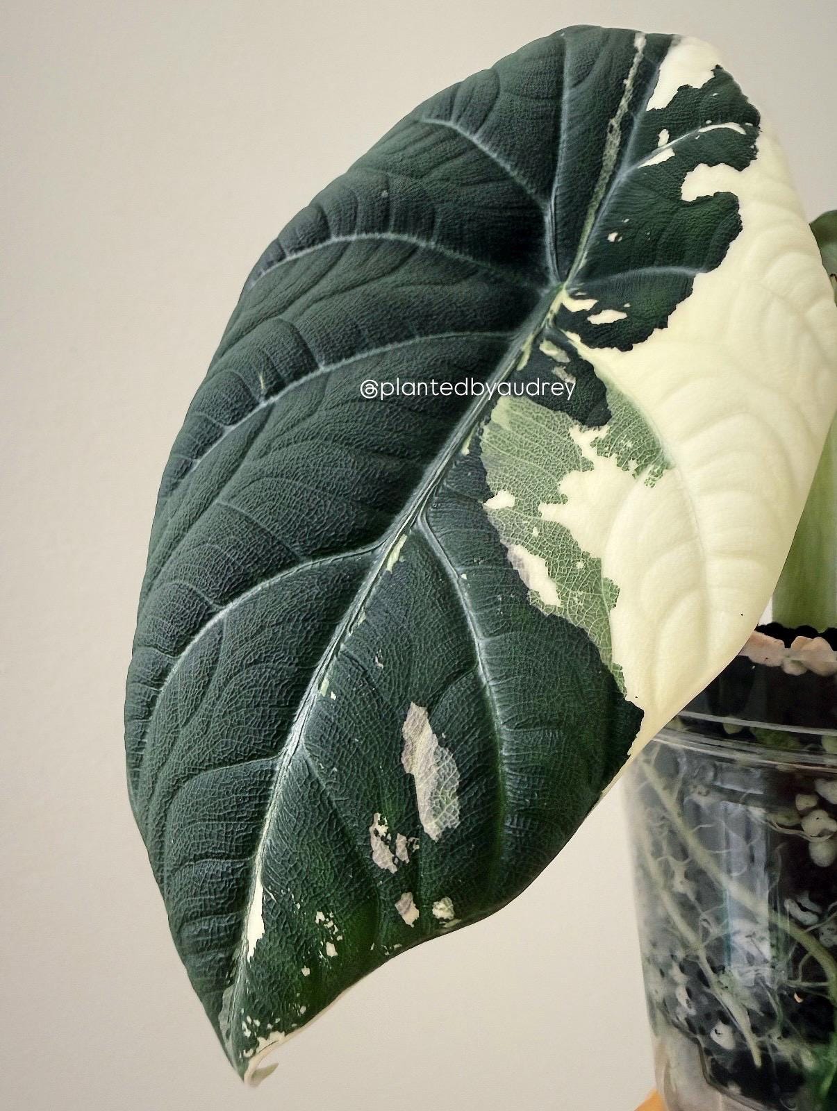 Alocasia Maharani Albo | #MA1