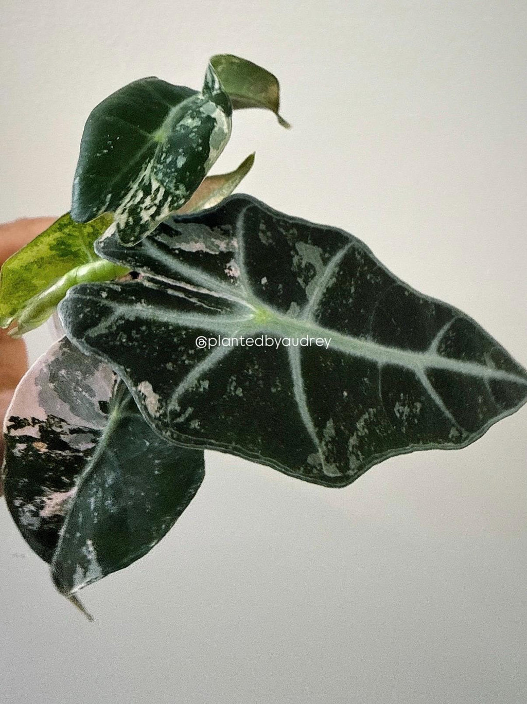 Alocasia Polly Pink | #VPP4