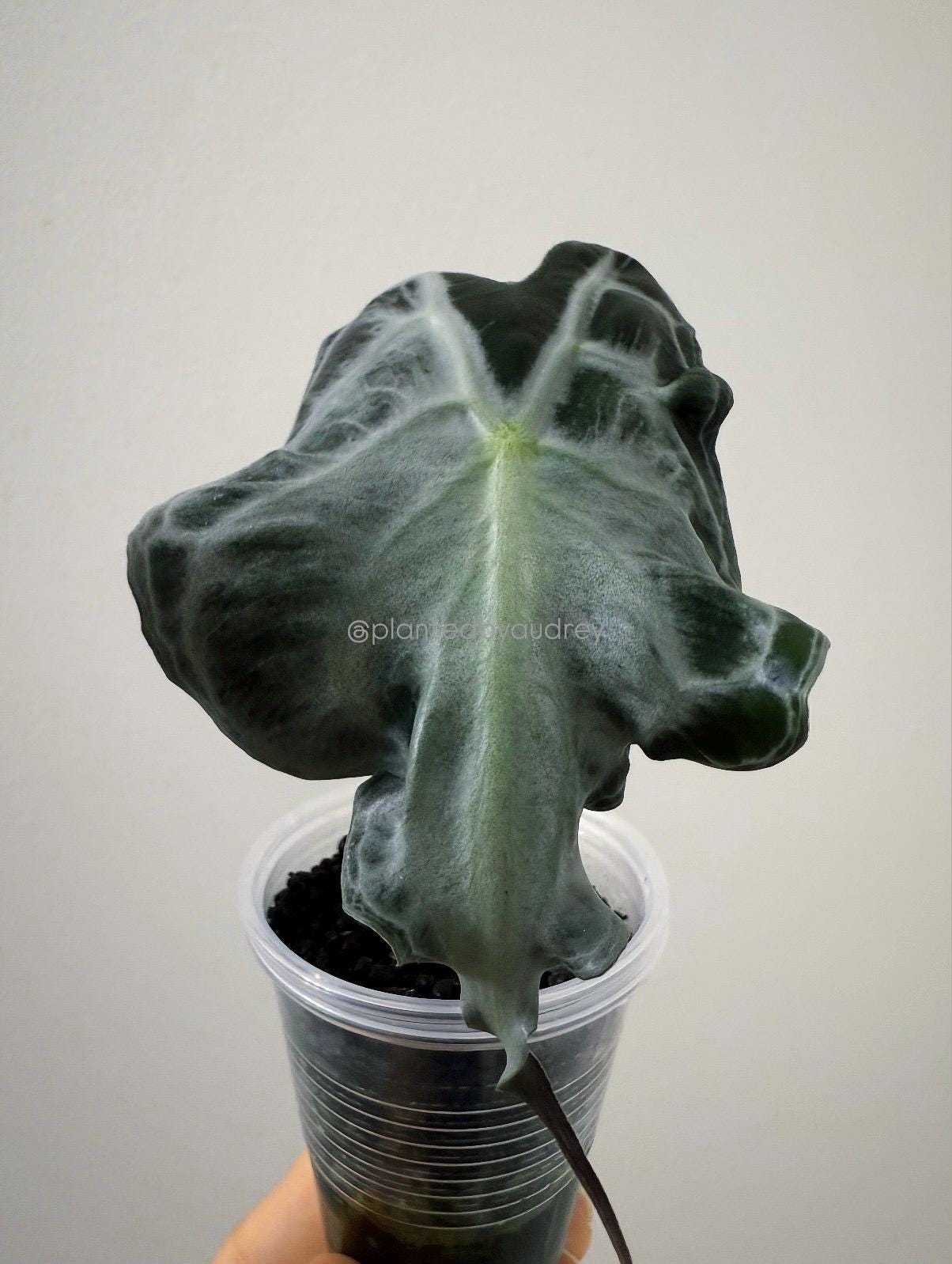 Alocasia Venom Plant | #V1-V3