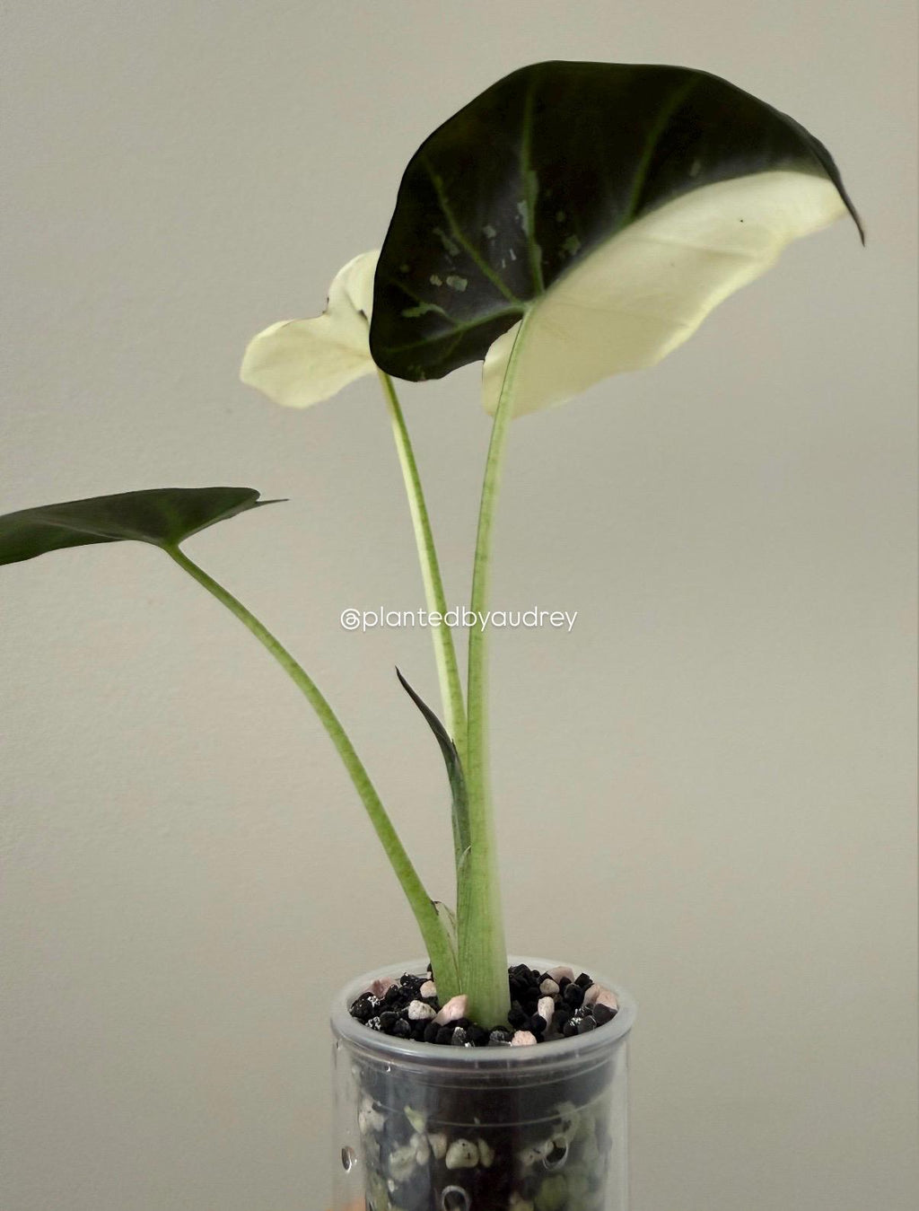 Alocasia Regal Shield Albo | #RSAL1