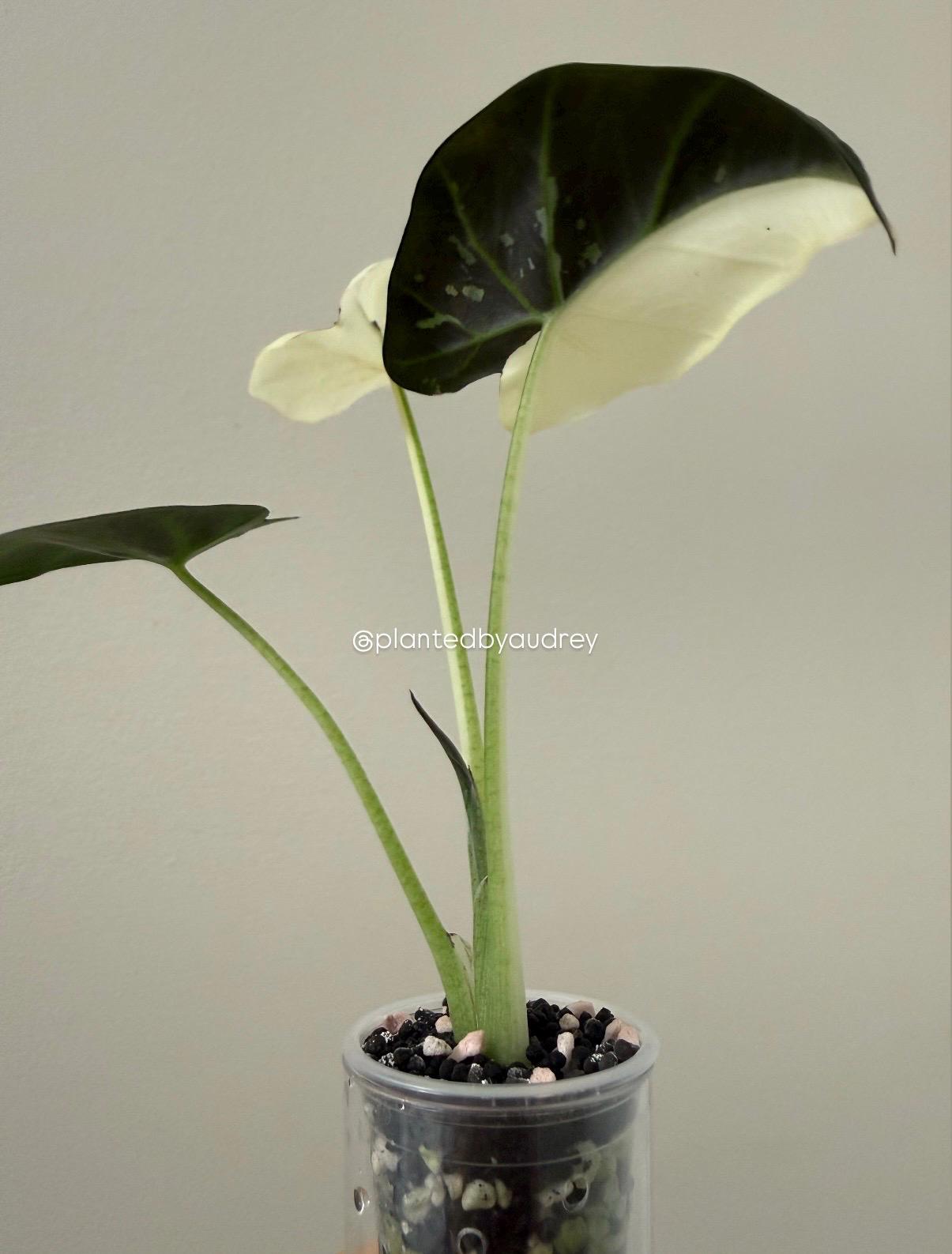 Alocasia Regal Shield Albo | #RSAL1