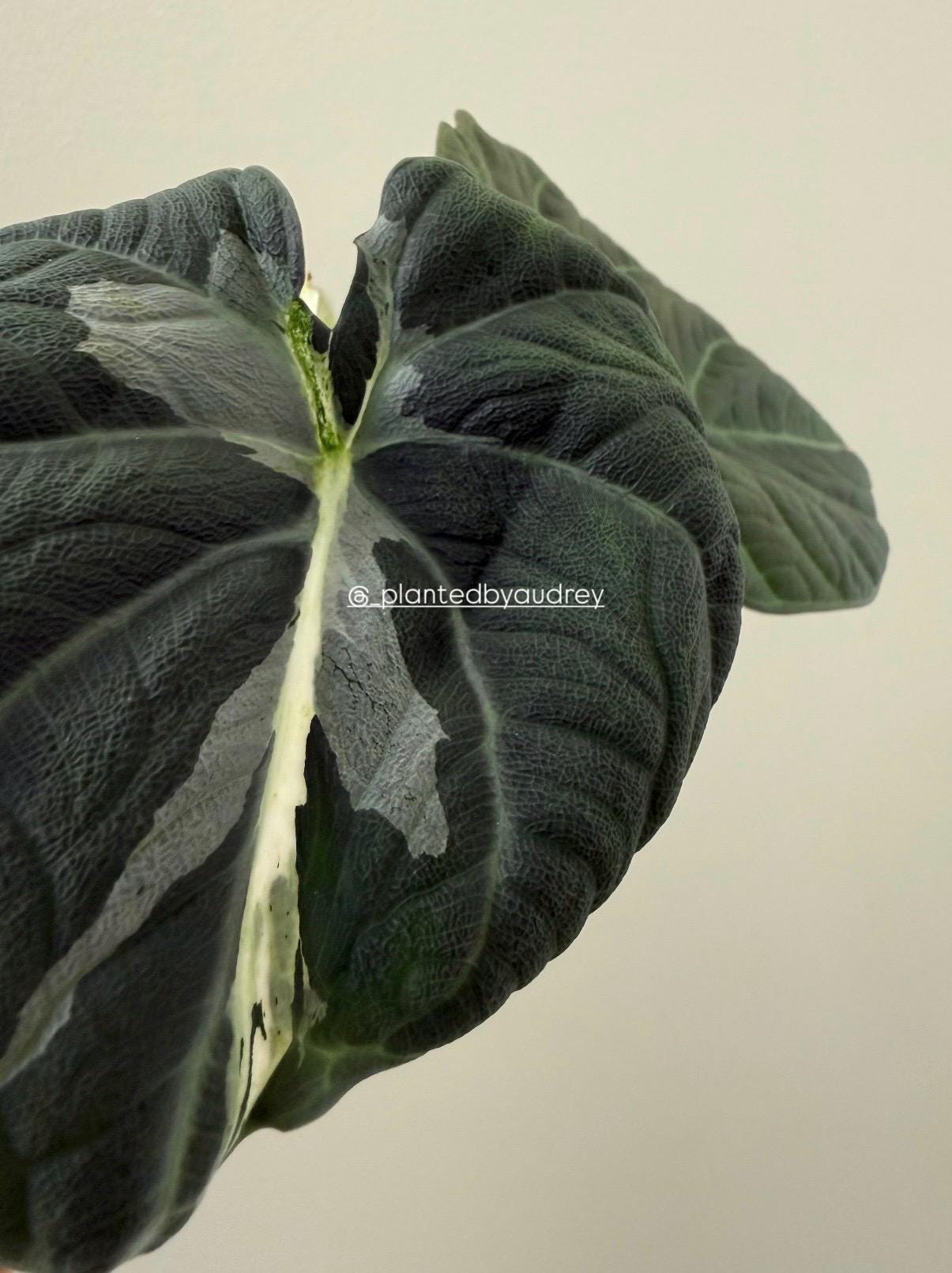 Alocasia Maharani Lava | #ML6