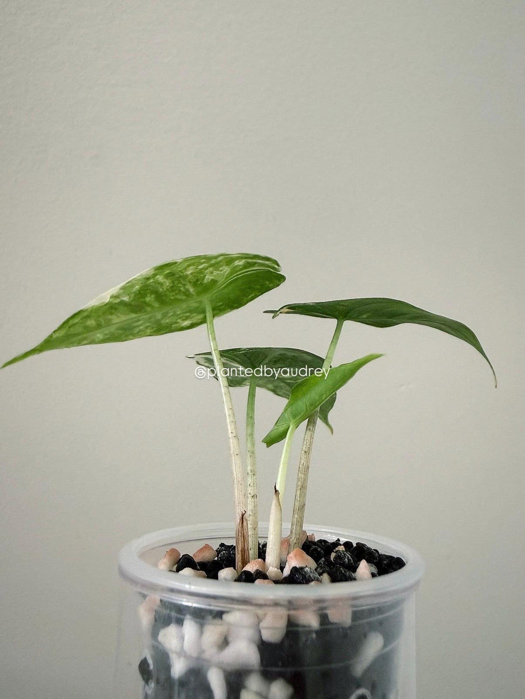 Alocasia Pink Dragon Albo | #PD4