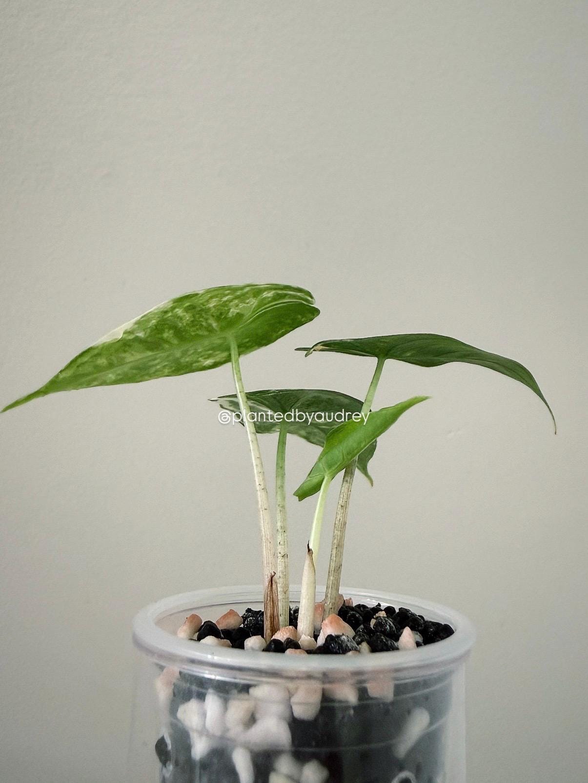 Alocasia Pink Dragon Albo | #PD4