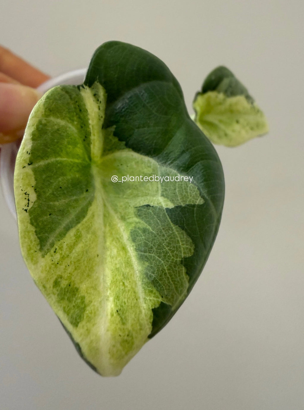 Alocasia Maharani Lava | #ML1