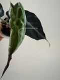 Alocasia Venom Plant | #V6