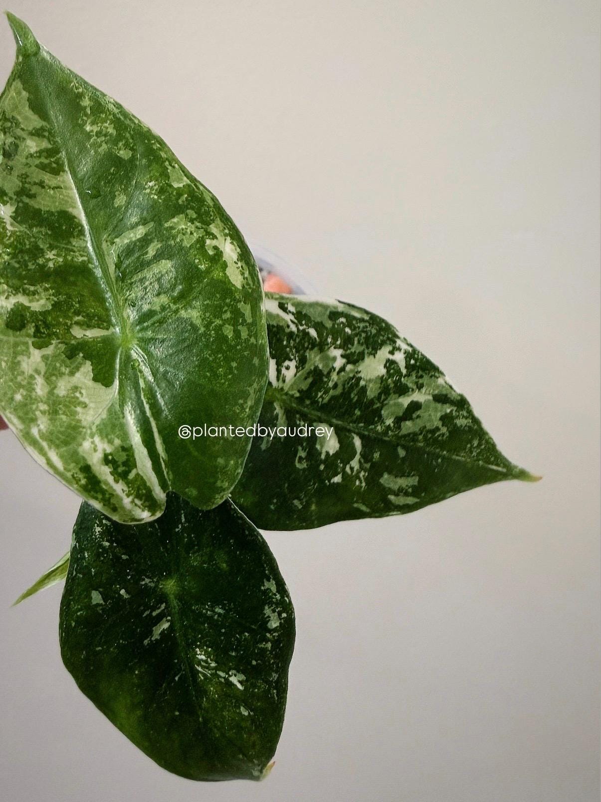 Alocasia Pink Dragon Albo | #PD4