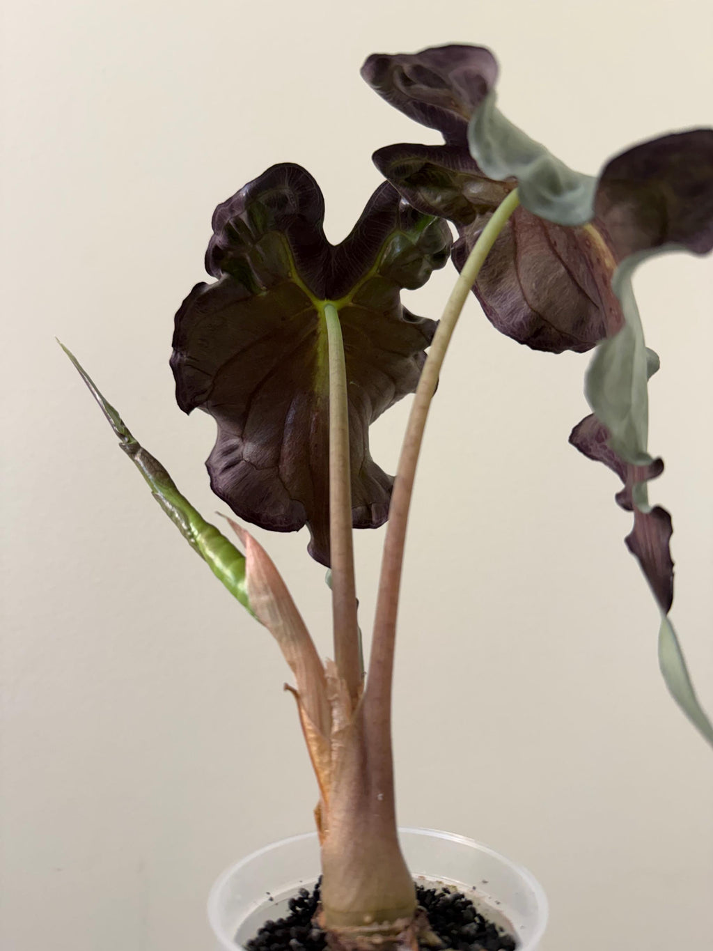 Alocasia Venom Plant | #V4