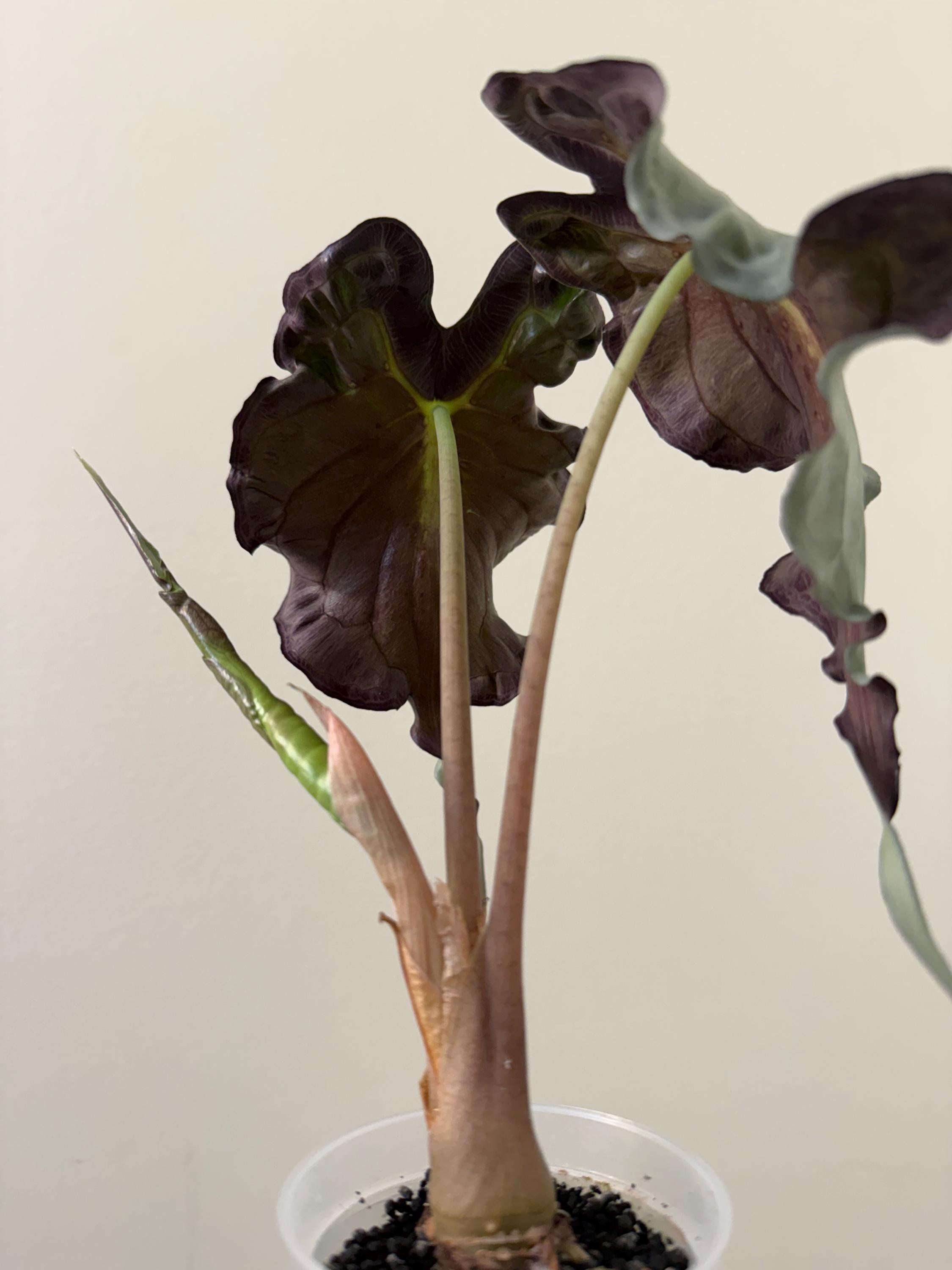 Alocasia Venom Plant | #V4