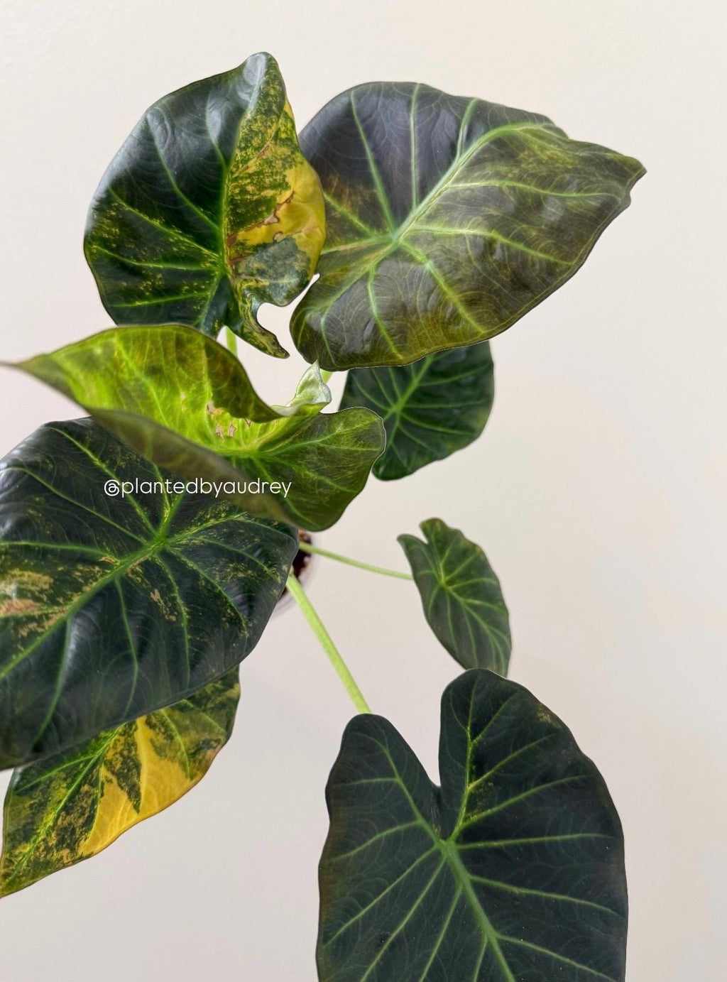 Alocasia Regal Shield Aurea | #RSAU1