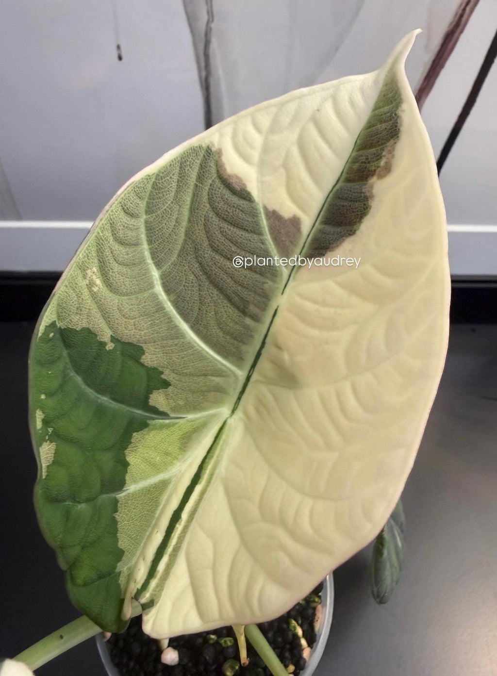 Alocasia Maharani Albo | #MA1