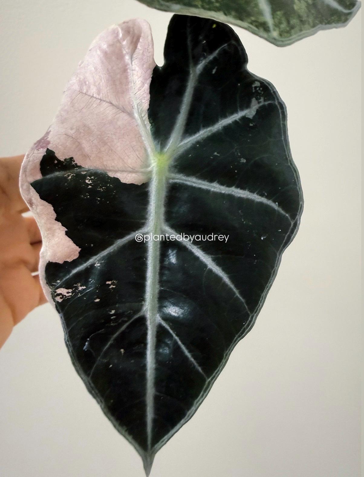 Alocasia Polly Pink | #VPP2