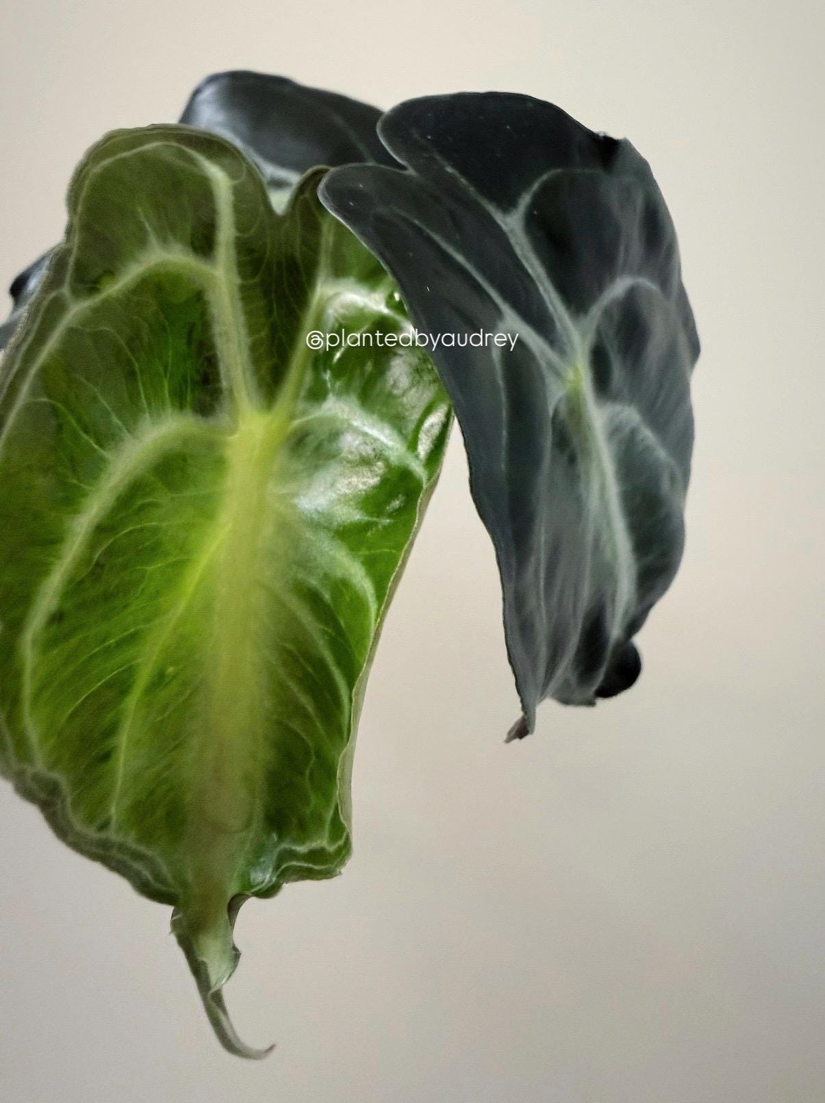 Alocasia Venom Plant | #V5