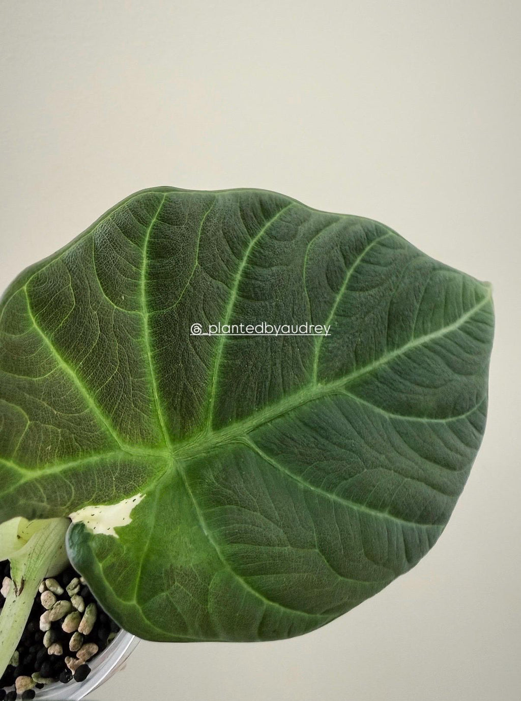 Alocasia Maharani Lava | #ML6