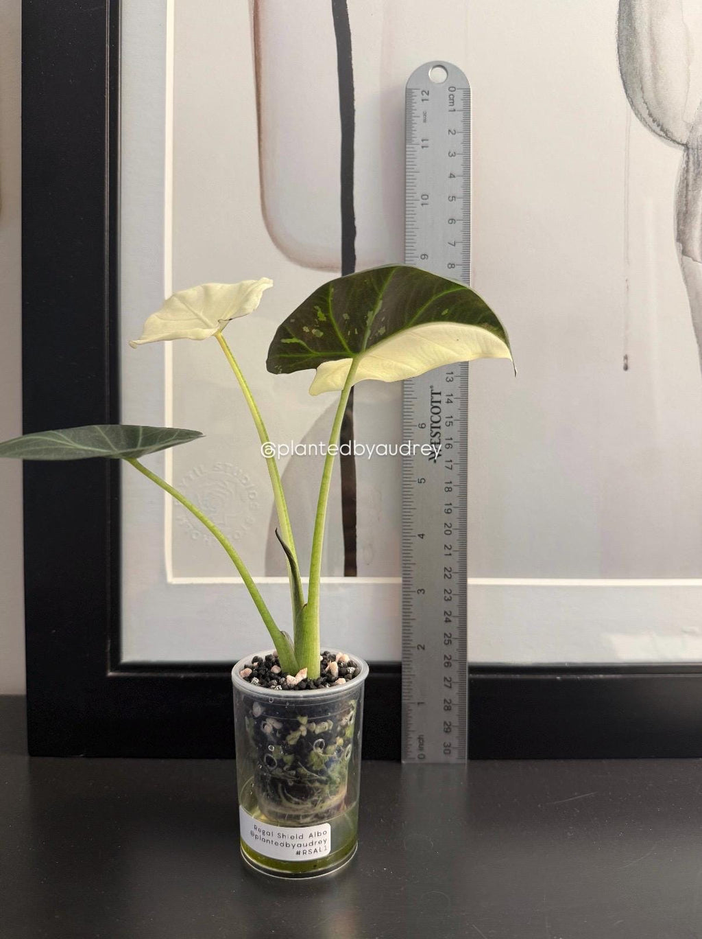 Alocasia Regal Shield Albo | #RSAL1