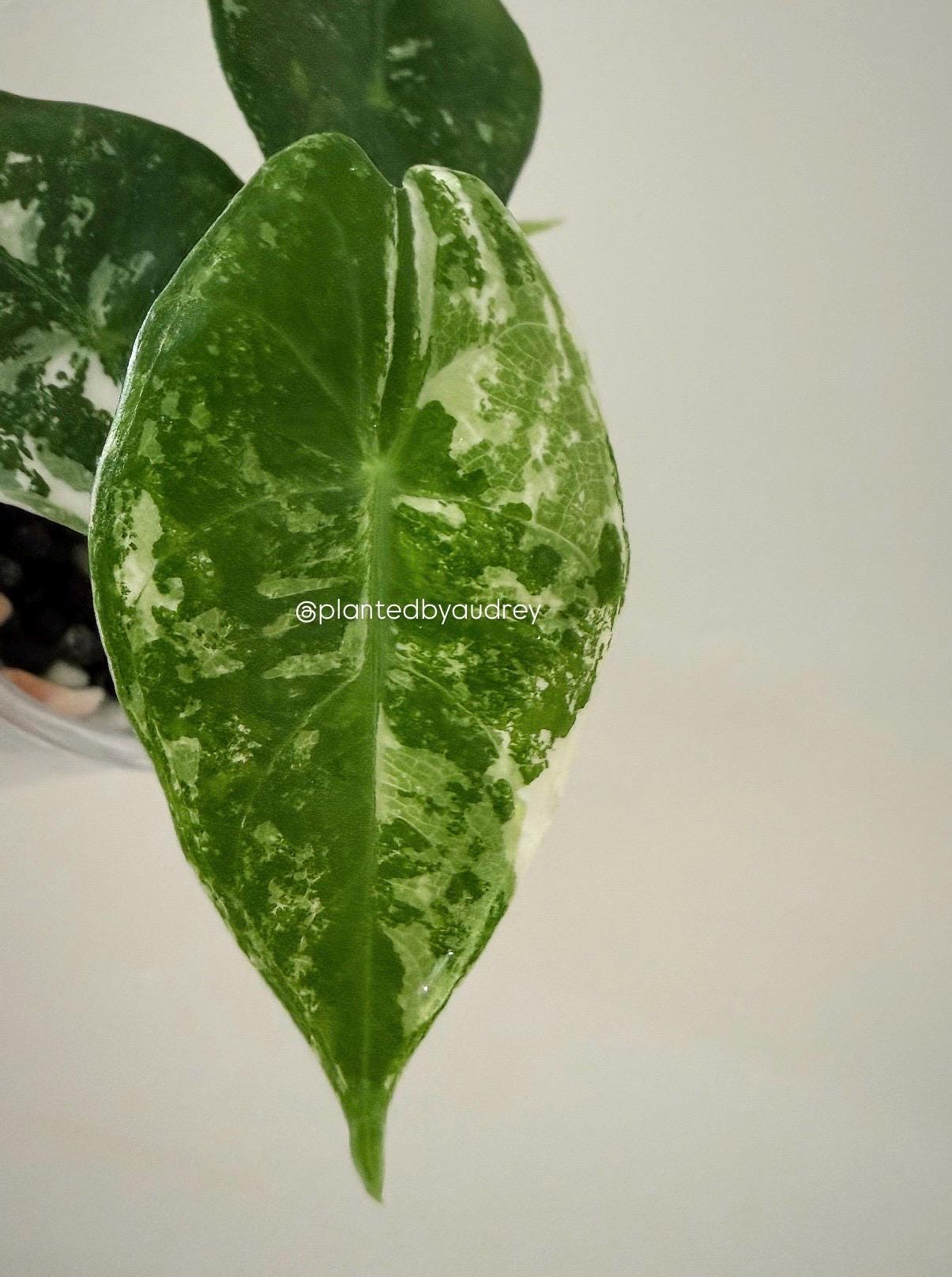 Alocasia Pink Dragon Albo | #PD4