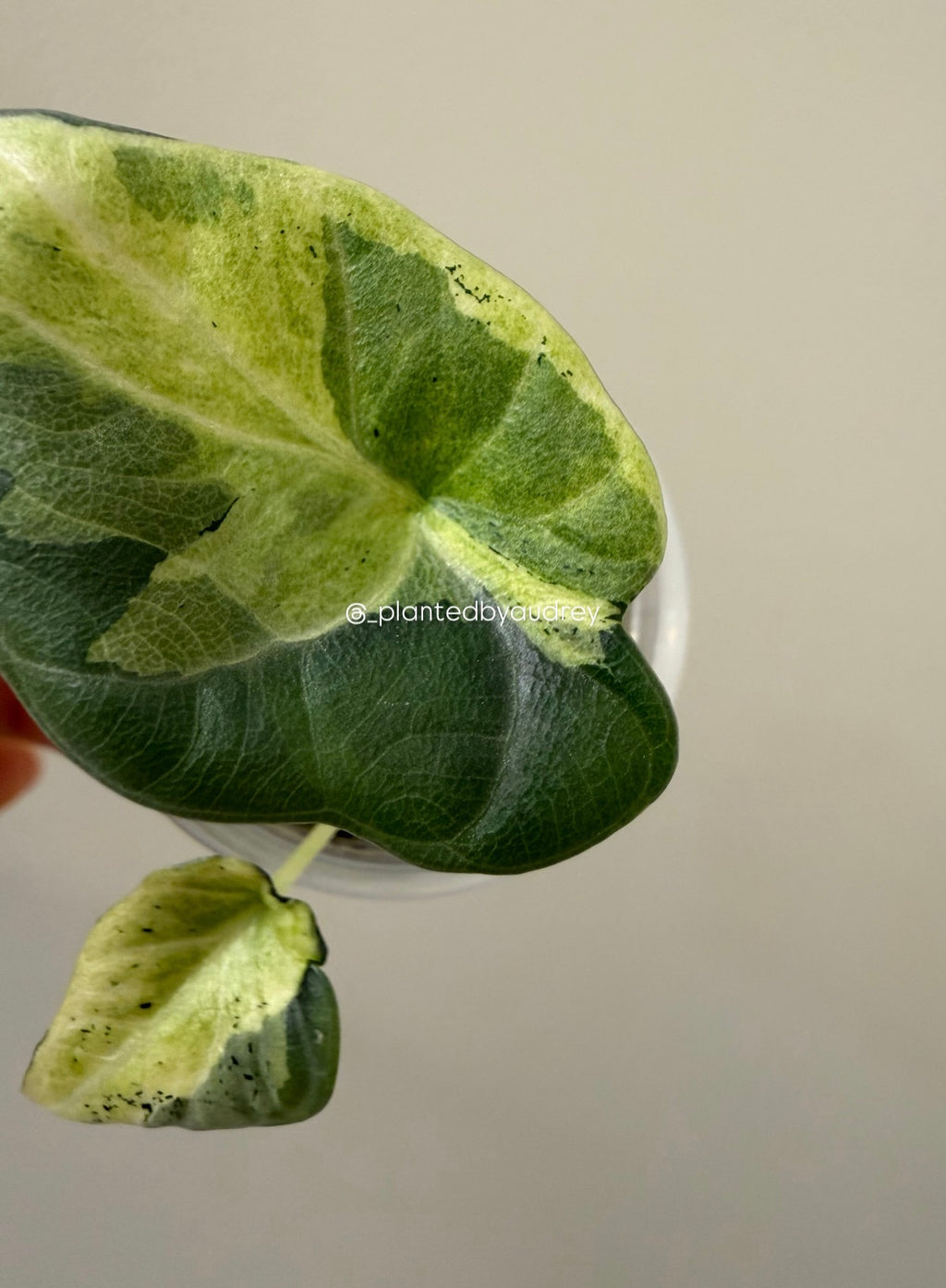 Alocasia Maharani Lava | #ML1