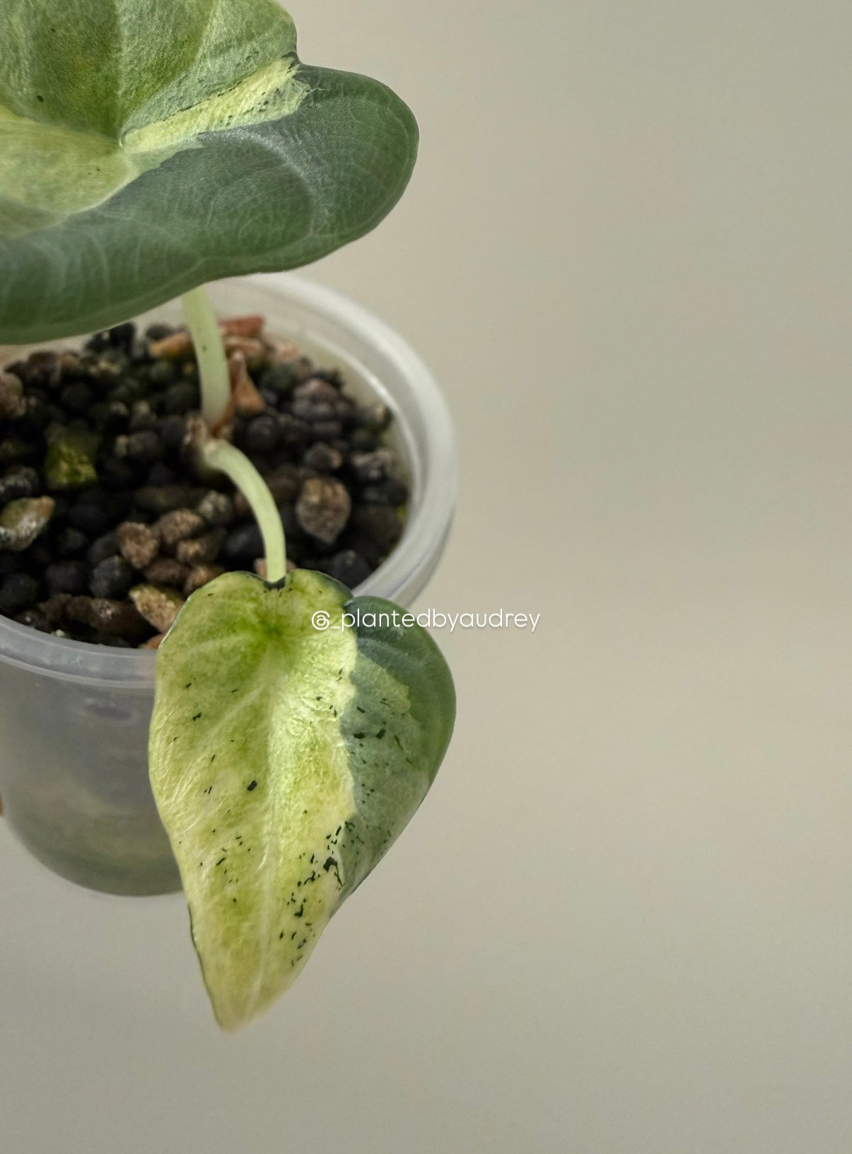 Alocasia Maharani Lava | #ML1