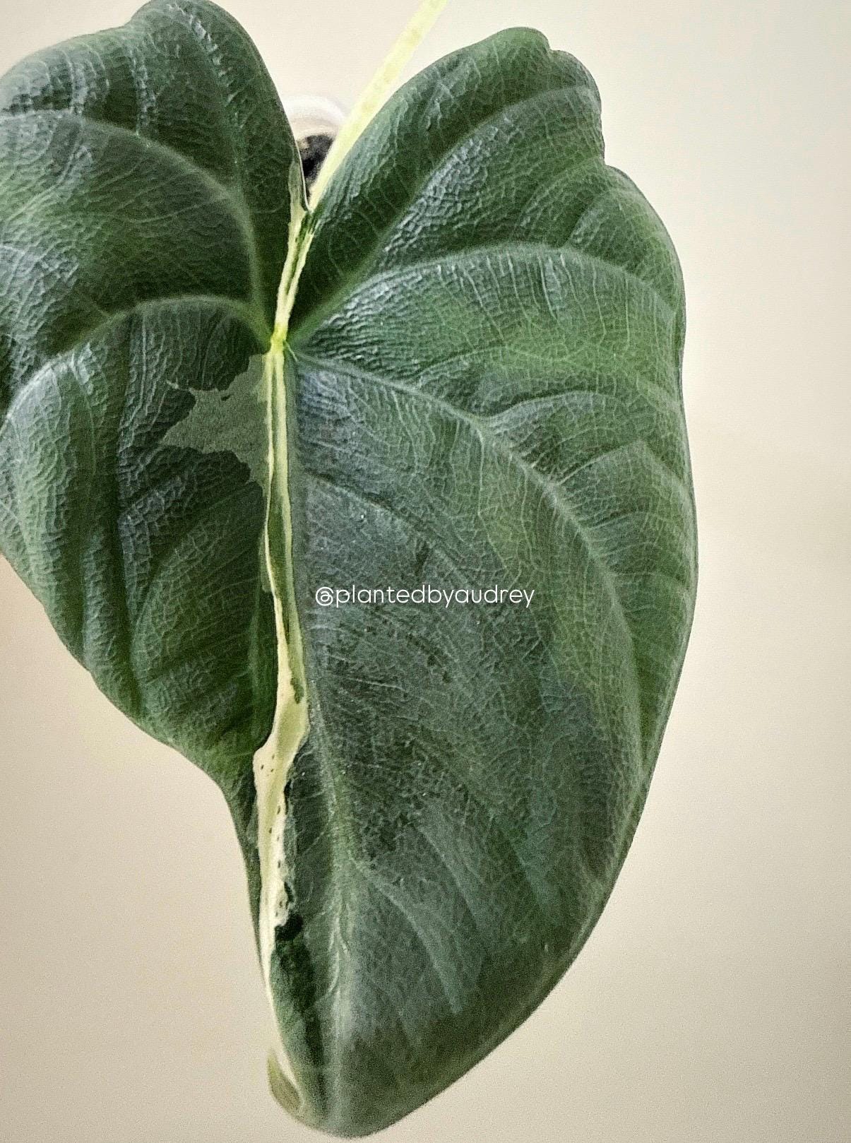 Alocasia Maharani Lava | #ML3
