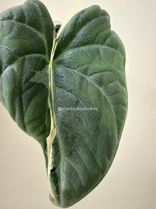 Alocasia Maharani Lava | #ML3