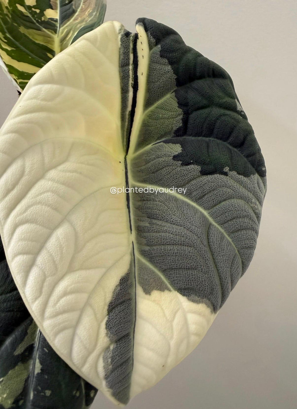 Alocasia Maharani Albo | #MA1
