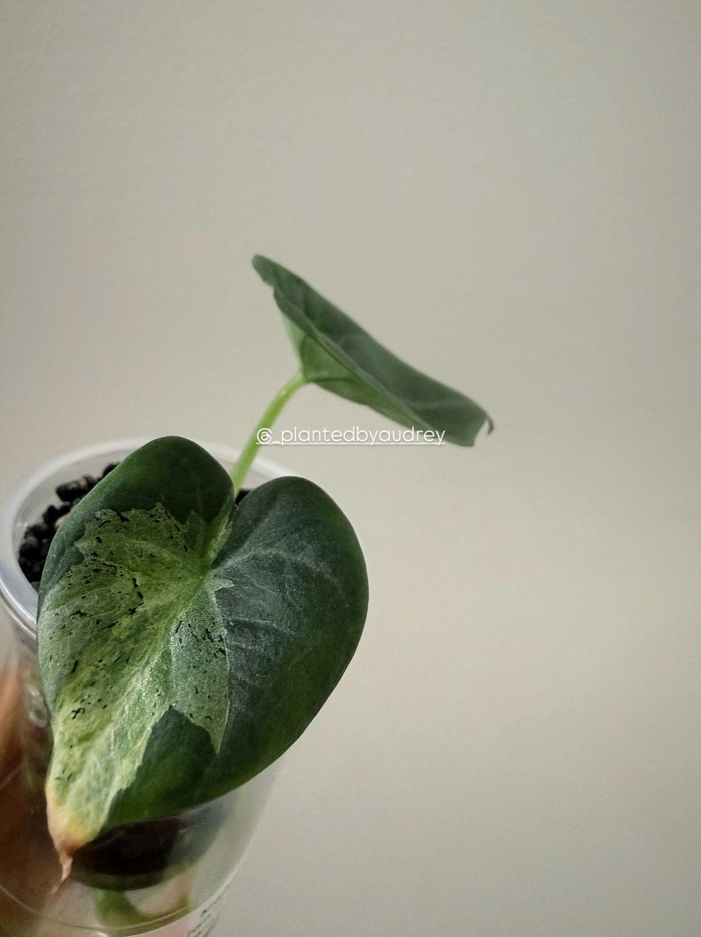 Alocasia Maharani Lava | #ML5