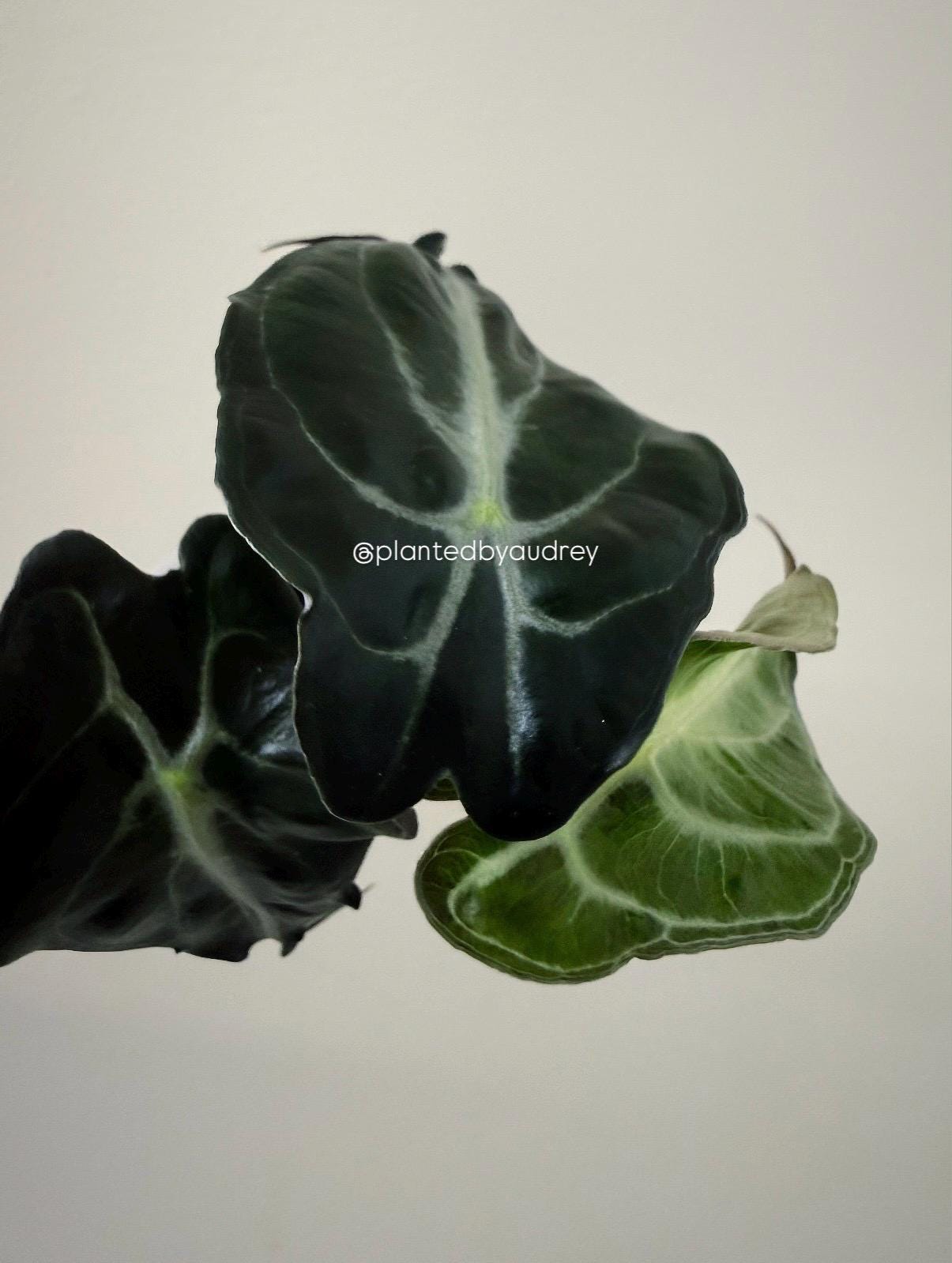 Alocasia Venom Plant | #V5