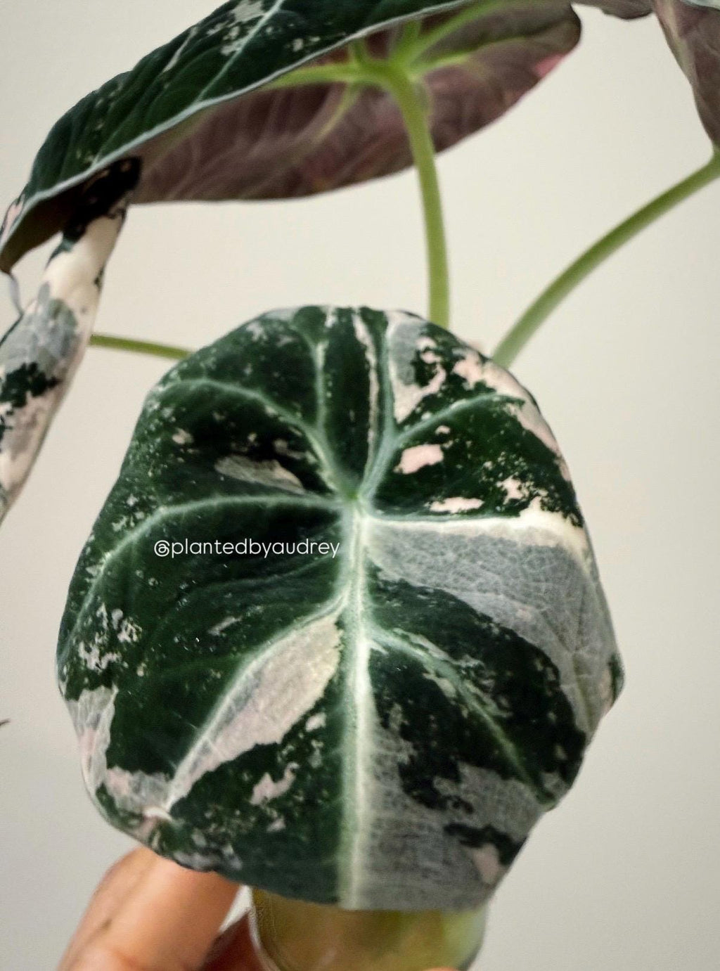 Alocasia Black Velvet Pink | #BV1