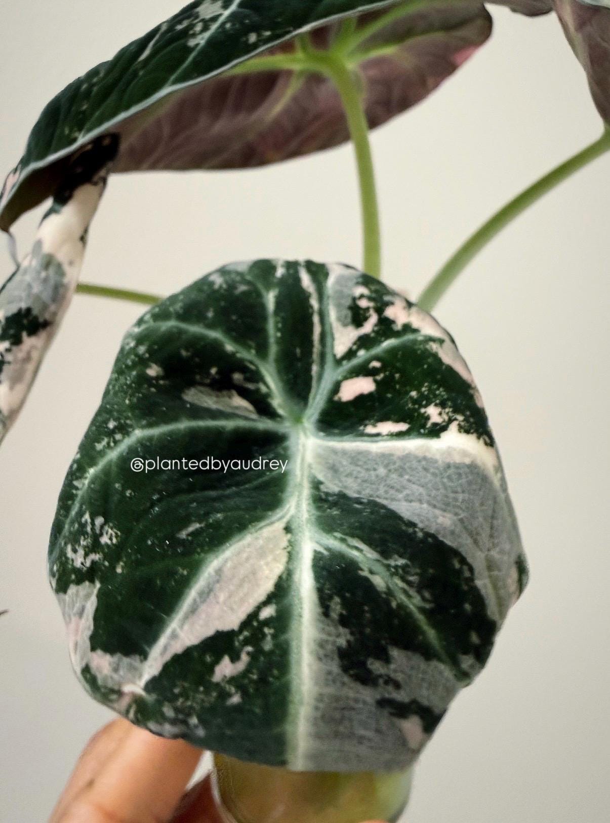 Alocasia Black Velvet Pink | #BV1