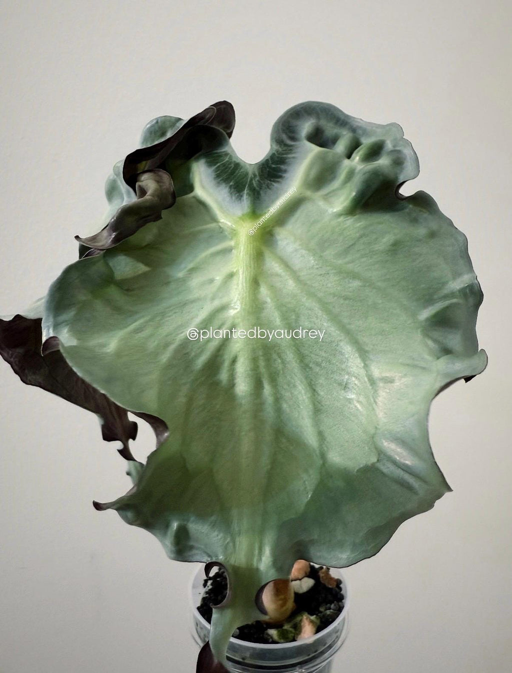 Alocasia Venom Plant | #V4