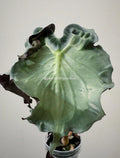 Alocasia Venom Plant | #V4