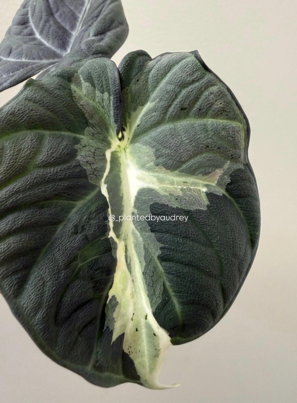 Alocasia Maharani Lava | #ML3