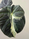 Alocasia Maharani Lava | #ML3