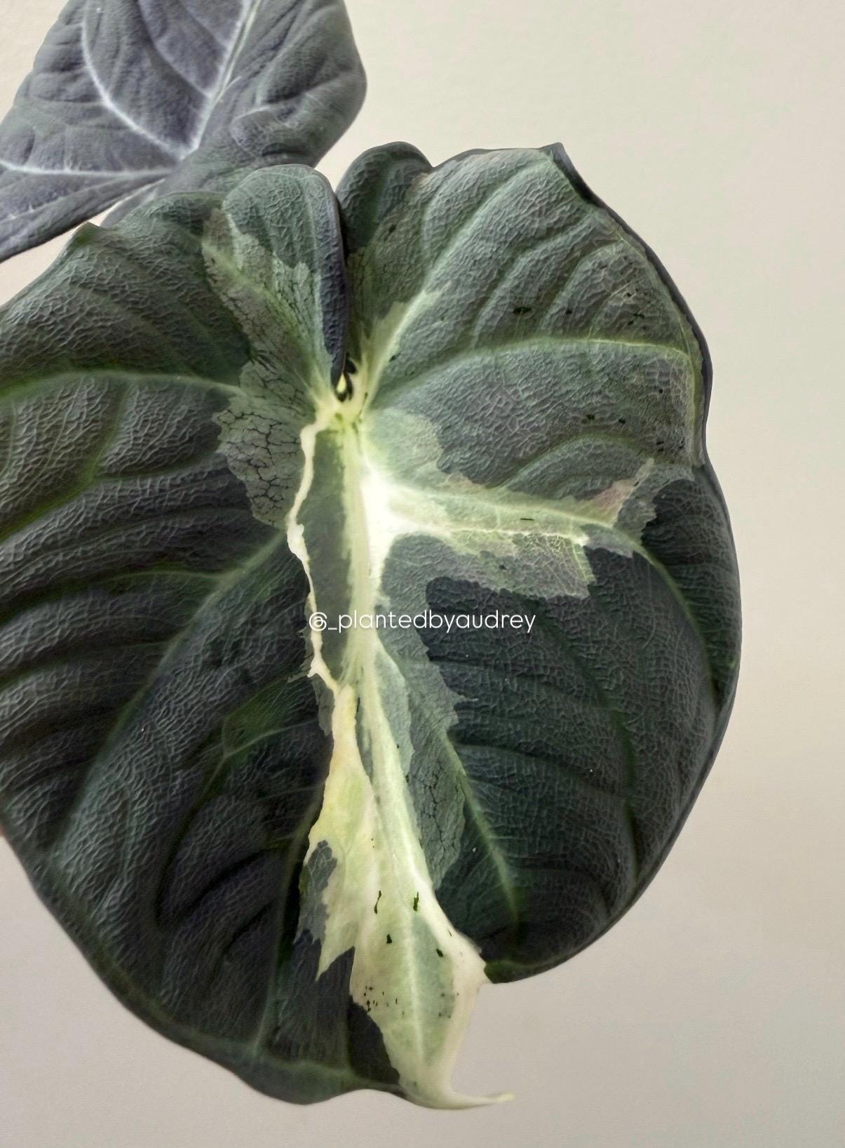Alocasia Maharani Lava | #ML3