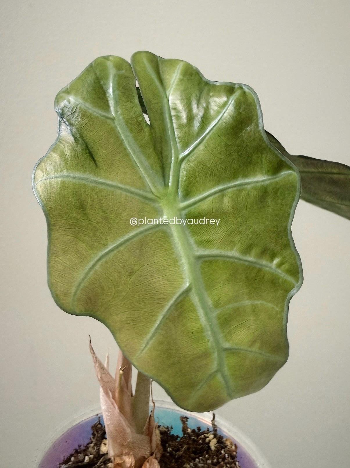 Alocasia Polly | #VP2