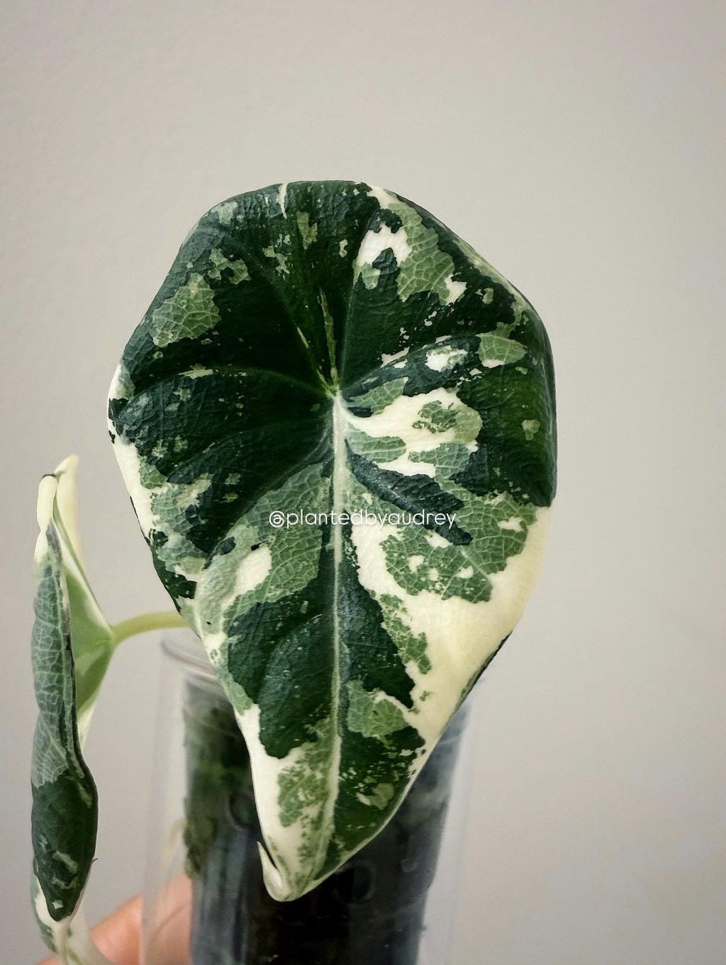 Alocasia Maharani Albo | #MA2