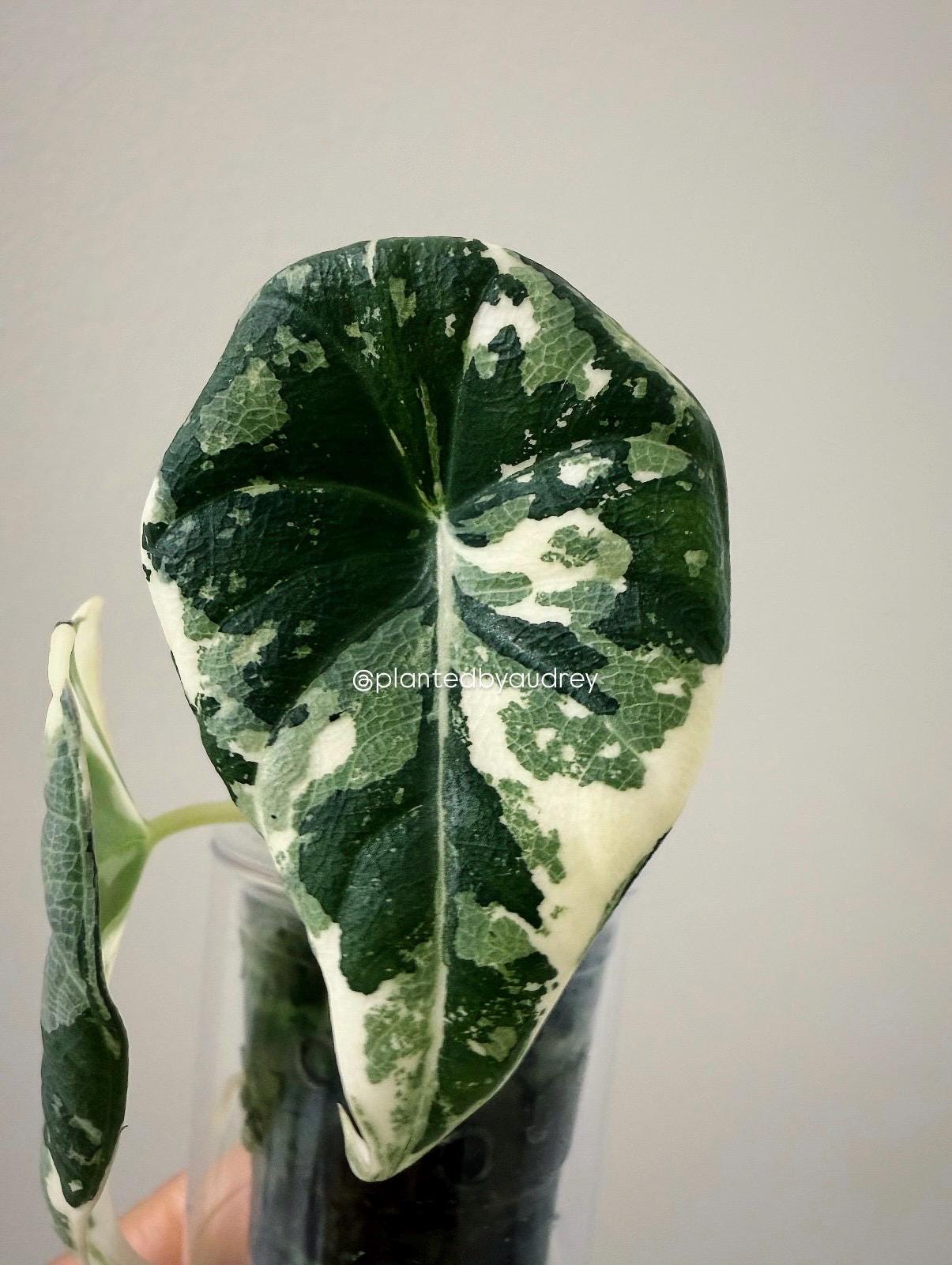 Alocasia Maharani Albo | #MA2