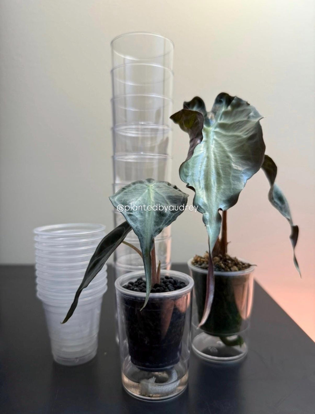 2-inch Self-Watering Pots (Set of 10)