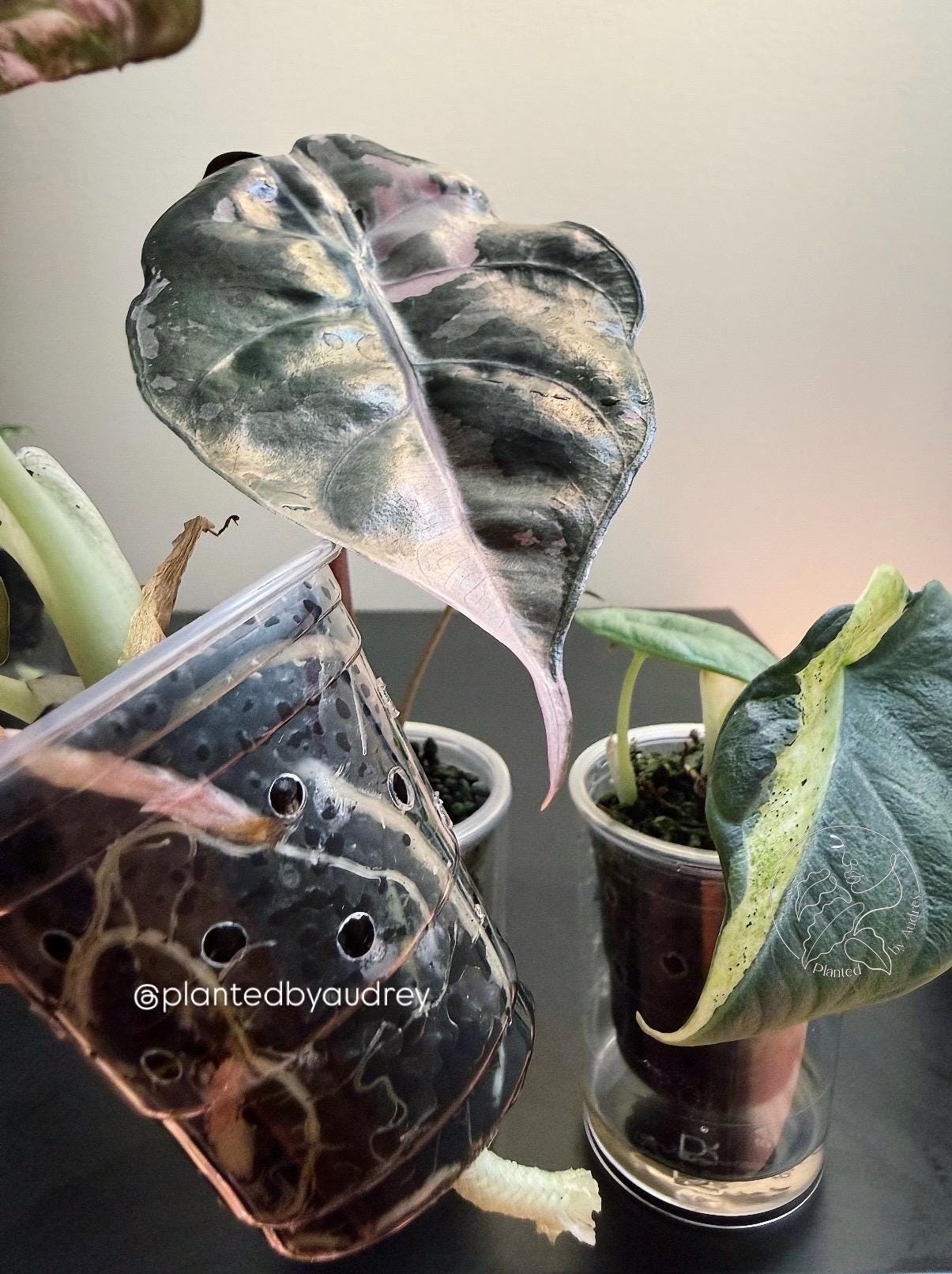 2” Self-Watering Pots with Aeration Holes (Set of 10)