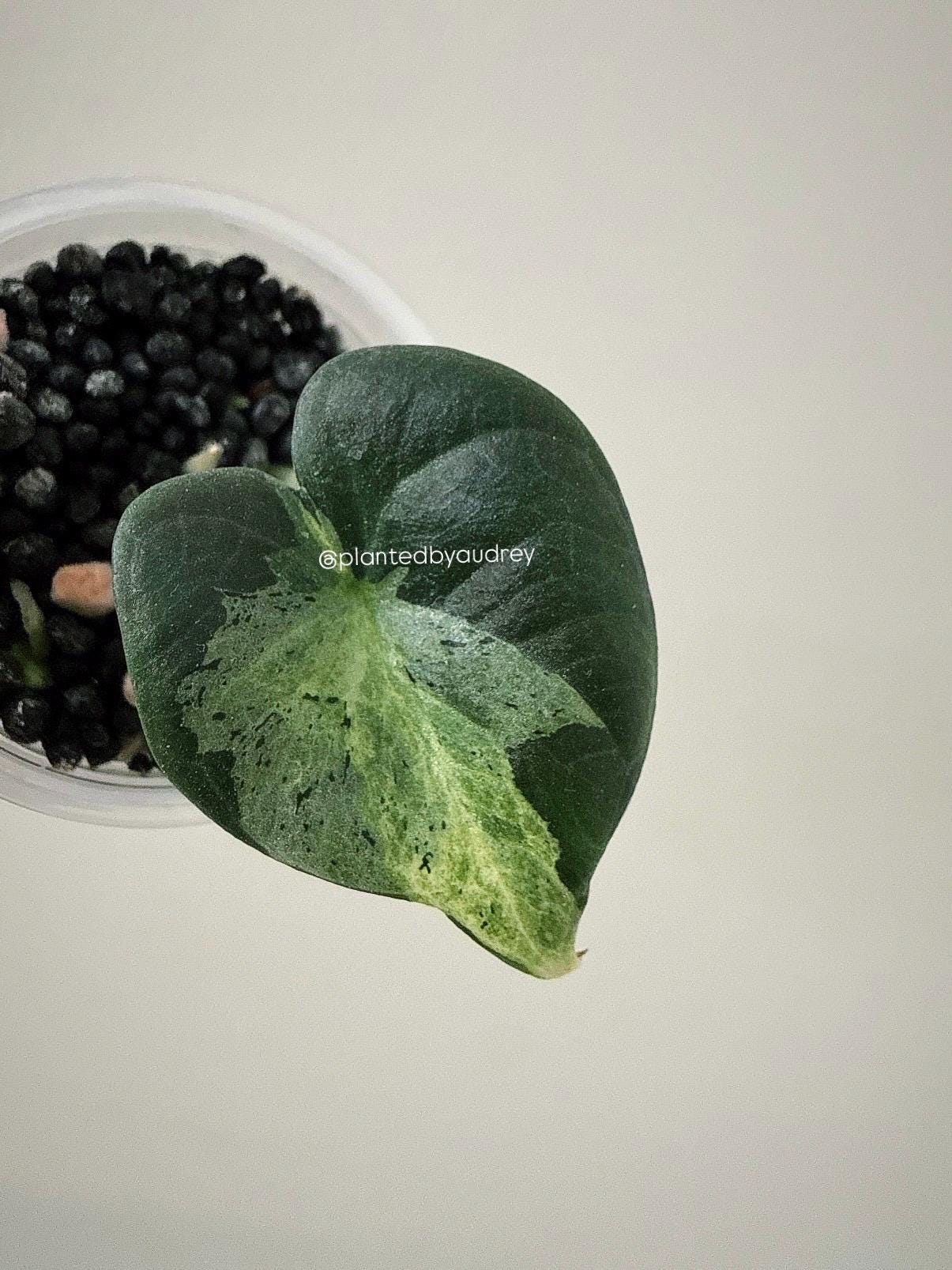 Alocasia Maharani Lava | #ML5