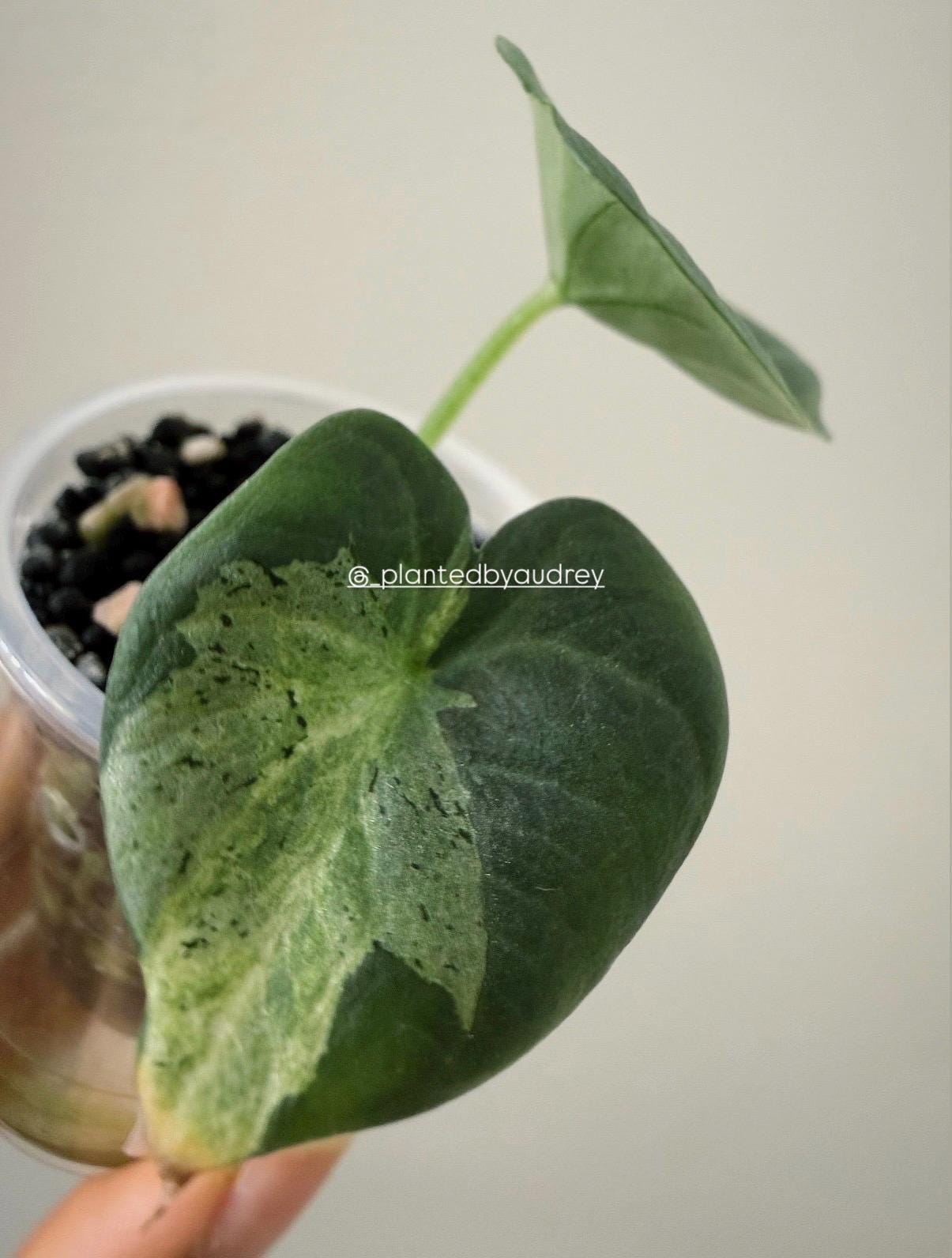 Alocasia Maharani Lava | #ML5