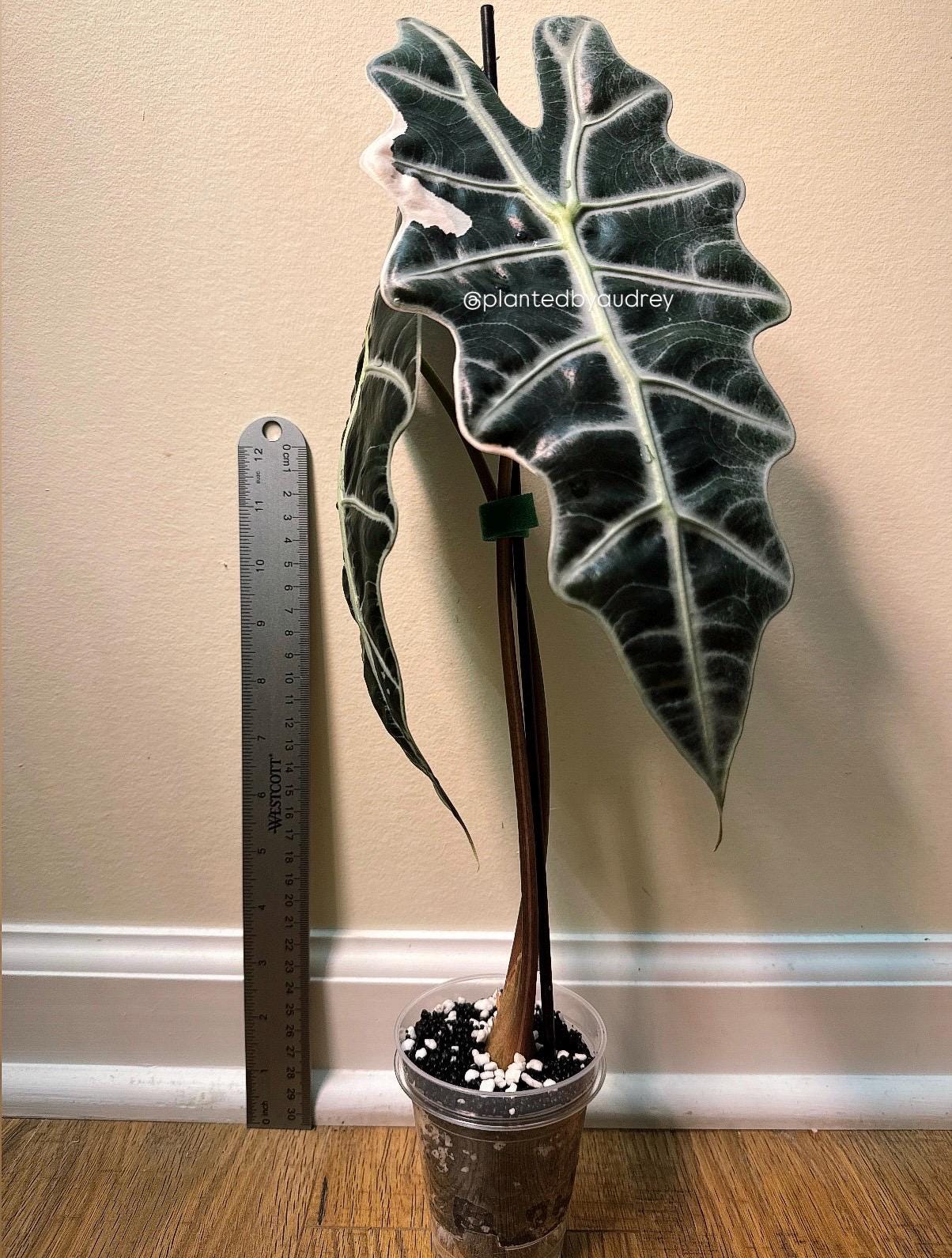 Alocasia True Amazonica Pink | #AP1
