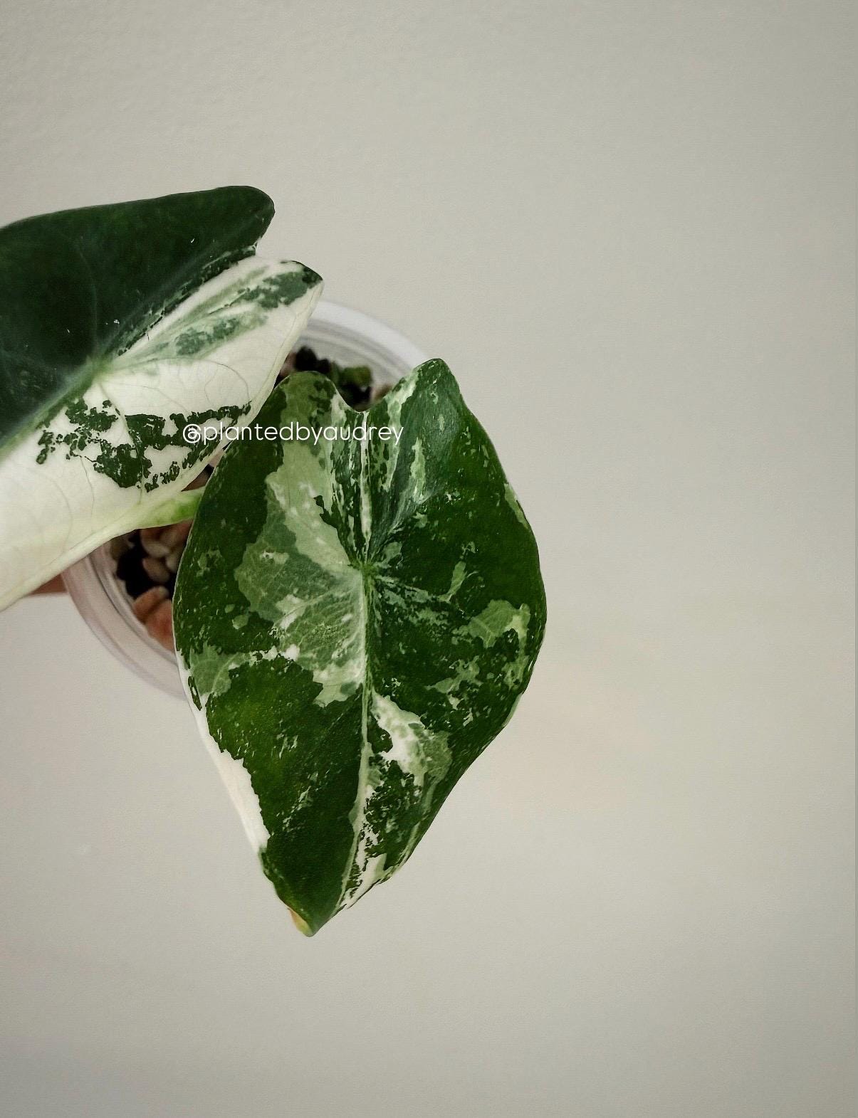 Alocasia Pink Dragon Albo | #PD3